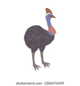 Cassowary Australian animal flat style, vector illustration isolated on white background. Big bird, decorative design element, detailed standing character