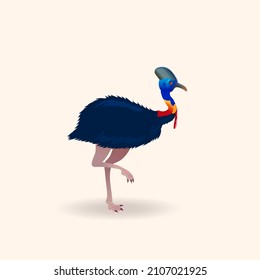 Cassowary, Australian wild animal. Vector illustration isolated on white background.