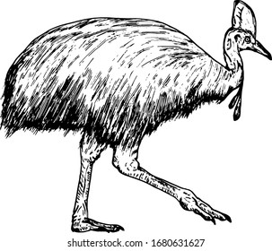 A Cassowary Bird, Scientifically Know As Casuarius. Hand Drawn Vector Illustration.