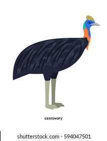 Cassowary -  large flightless bird, quite dangerous