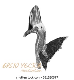 Cassowary vector drawing isolated against white background.