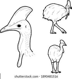Cassowary Vector Illustration Hand Drawn Animal Cartoon Art