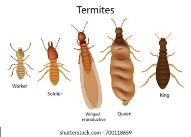 Caste system of termites. 