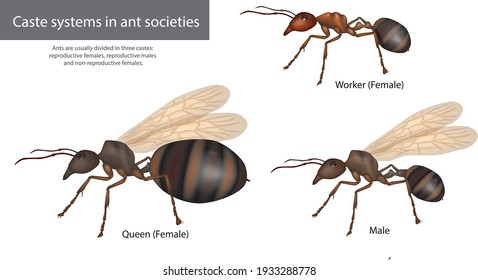 Sistemas de castas en sociedades de hormigas. Tipo de hormigas Estructura social Hombres, Reina, Trabajador
