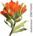 Castilleja coccinea (Indian Paintbrush) Native North American Wildflower