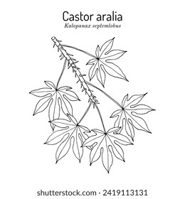 Castor aralia (Kalopanax septemlobus), ornamental plant. Hand drawn botanical vector illustration