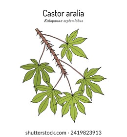 Castor aralia (Kalopanax septemlobus), ornamental plant. Hand drawn botanical vector illustration