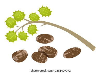 Castor Beans Ricinus Communis Isolated Icon. Vector Castor Oil Ingredient, Organic Natural Product For Hair Oil. Nut Cosmetic Organic Seasonal Product Flat Design. Herbal Therapy With Oak Seed