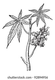 Castor common or Castor oil plant or Ricinus communis, vintage engraved illustration. Dictionary of words and things - Larive and Fleury - 1895.