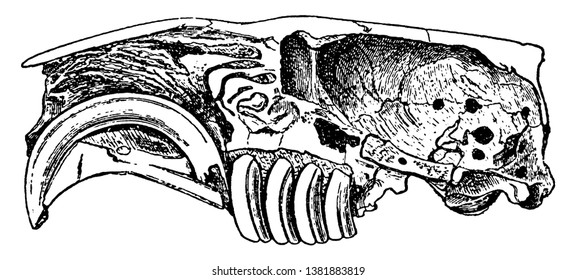 Castor Fiber which was once widespread in Eurasia, vintage line drawing or engraving illustration.