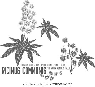 Castor Oil Plant, Castor Bean, African Wonder Tree vector silhouette. Medicinal Ricinus communis plant outline. Set of Ricinus communis in Line for pharmaceuticals. Contour drawing of medicinal herbs