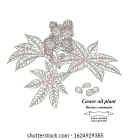 Castor Oil Plant Hand Drawn. Leaves And Beans Of Ricinus Communis. Medical Herbs Collection. Vector Illustration Botanical.