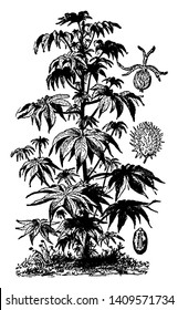 The castor oil plant has large leaves that are 15-45 centimeters long, vintage line drawing or engraving illustration.