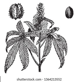 Castor oil plant is a large and flowering shrub. The flowers are reddish-green and crowded in stout, vintage line drawing or engraving illustration.