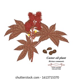 Castor oil plant. Leaves and beans of Ricinus communis hand drawn. Medical herbs collection. Vector illustration botanical.