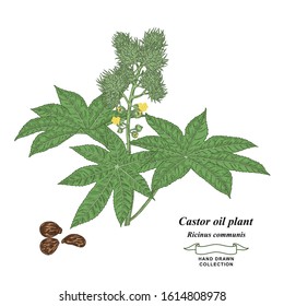 Castor oil plant. Leaves and beans of green Ricinus communis hand drawn. Medical herbs collection. Vector illustration botanical.