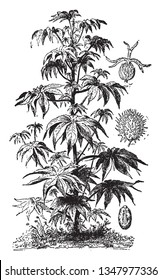 The castor oil plant is native to Africa. The young plants grow quite quickly and it is also perennial plant, vintage line drawing or engraving illustration.