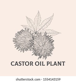 Castor Oil Plant - Out Line