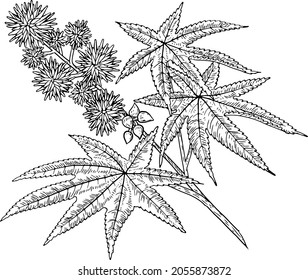 Castor oil plant, ricinus communis handrawn ink vector