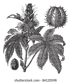 Castor oil plant or Ricinus communis or Palm of Christ, vintage engraving. Old engraved illustration of Castor oil plant isolated on a white background. Trousset encyclopedia (1886 - 1891).