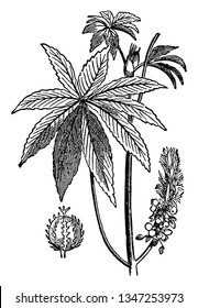 The castor oil plant is a species of flowering plant. The seed are used for making oil, vintage line drawing or engraving illustration.