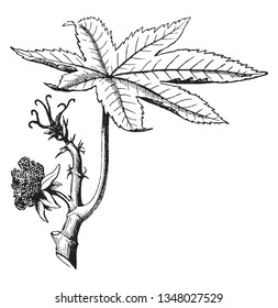 Castor Oil Plants flowers are usually green or red in color and they have no petals, vintage line drawing or engraving illustration.