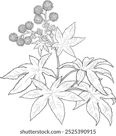 Castor Plant with Flowers and Outline Illustration