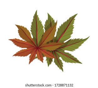 Castor Plant Green Fibrous Palmate Leaves Vector Illustration