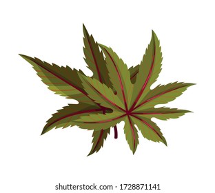 Castor Plant Green Fibrous Palmate Leaves Vector Illustration