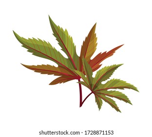 Castor Plant Green Fibrous Palmate Leaves Vector Illustration