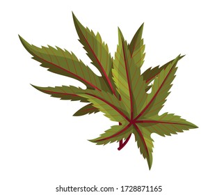 Castor Plant Green Fibrous Palmate Leaves Vector Illustration