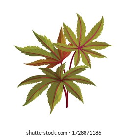 Castor Plant Green Fibrous Palmate Leaves Vector Illustration