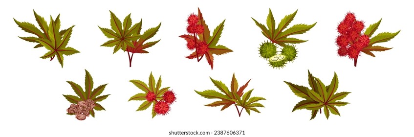 Castor Plant with Green Palmate Leaves and Red Fruit Vector Set