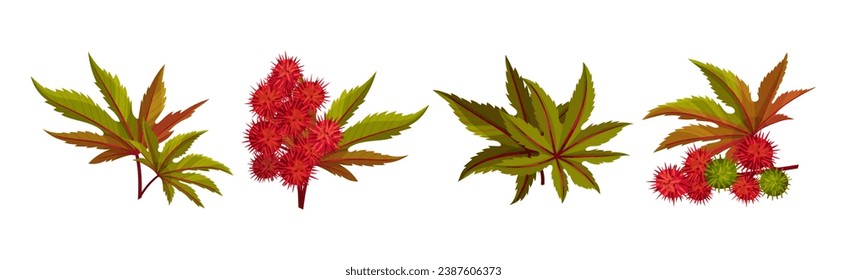 Castor Plant with Green Palmate Leaves and Red Fruit Vector Set