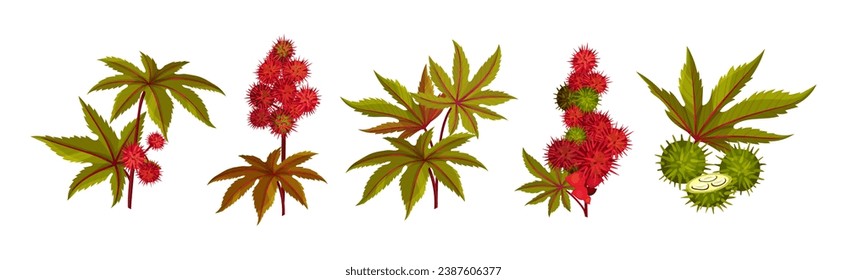 Castor Plant with Green Palmate Leaves and Red Fruit Vector Set