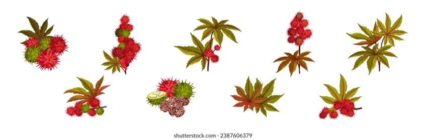 Castor Plant with Green Palmate Leaves and Red Fruit Vector Set