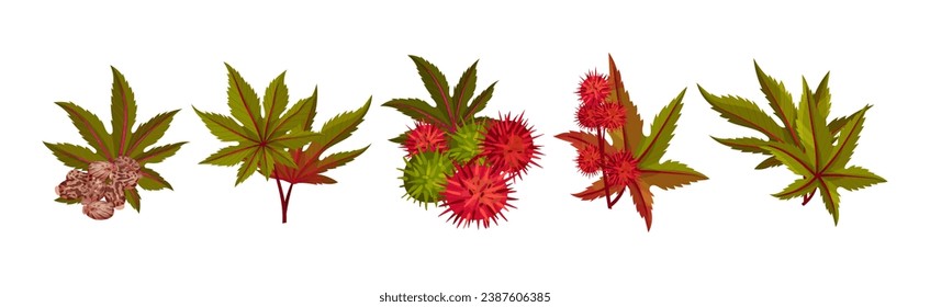 Castor Plant with Green Palmate Leaves and Red Fruit Vector Set