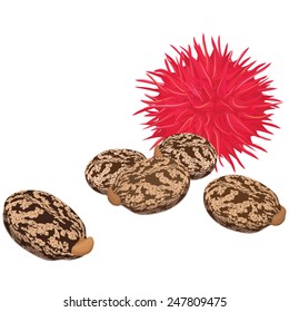 Castor seeds and fruit, Ricin, Vector illustration