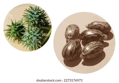 Castor seeds and fruits. Ricinus plant. Vector format. 