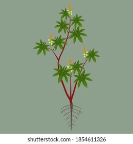 Castor shrub with flowers and roots on a green background.