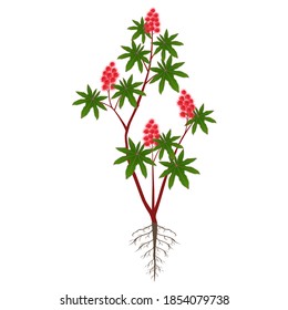 Castor shrub with fruits and roots on a white background.