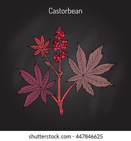 Castorbean, or Castor-oil-plant (Ricinus communis), medicinal plant. Hand drawn botanical vector illustration