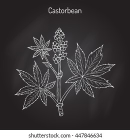 Castorbean, or Castor-oil-plant (Ricinus communis), medicinal plant. Hand drawn botanical vector illustration