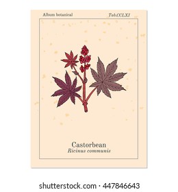 Castorbean, or Castor-oil-plant (Ricinus communis), medicinal plant. Hand drawn botanical vector illustration