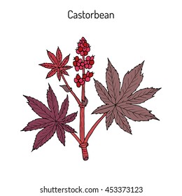 Castorbean, or Castor-oil-plant (Ricinus communis), medicinal plant. Hand drawn botanical vector illustration