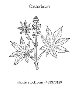 Castorbean, or Castor-oil-plant (Ricinus communis), medicinal plant. Hand drawn botanical vector illustration