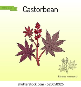 Castorbean, or Castor-oil-plant (Ricinus communis), medicinal plant. Hand drawn botanical vector illustration