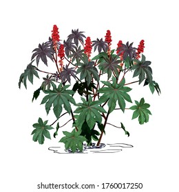 Castor-bean tree (Ricinus communis L.) with large flowers, color vector image on white background