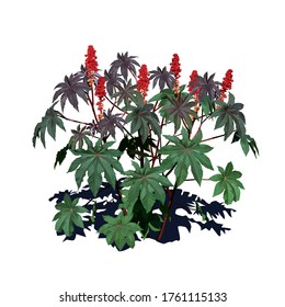 Castor-bean tree (Ricinus communis L.) with large flowers and shadow below, color vector image on white background