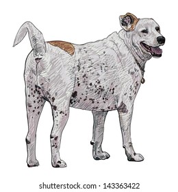 The castrate dog is looking back